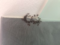 Mravenci v bytě | Brouci v bytě