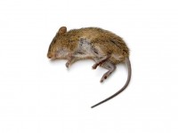 Mrtvý hlodavec 2 | Galerie škůdců a škod