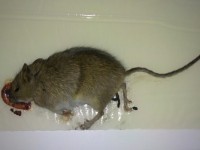 Mrtvý hlodavec | Galerie škůdců a škod