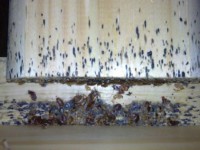 Štěnice | Galerie škůdců a škod