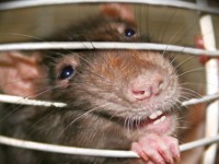 Hlodavec | Galerie škůdců a škod