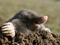 Krtek | Galerie škůdců a škod