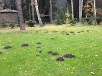 Krtek na zahradě | Galerie škůdců a škod