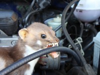 Kuna | Galerie škůdců a škod