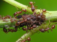 Mravenci | Galerie škůdců a škod