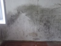 Plíseň | Galerie škůdců a škod