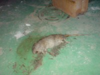 Potkan | Galerie škůdců a škod