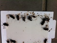 Švábi | Galerie škůdců a škod