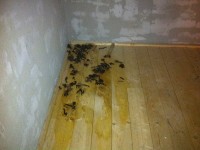 Trus kuny | Galerie škůdců a škod