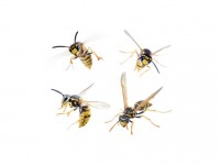 Vosy | Galerie škůdců a škod