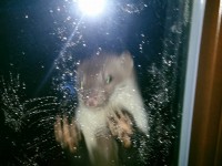 Odchyt kuny | Galerie škůdců a škod