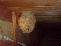 Likvidace vosího úlu na půdě | Galerie škůdců a škod